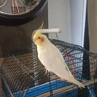 فروش عروس هلندی با قفس