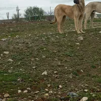 واگذاری ماده عراقی اصل