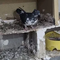 کفتر سینه باز قاره|پرنده|کرمانشاه, |دیوار