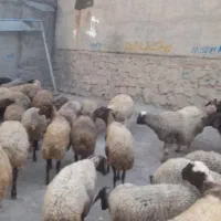 ۳۲راس وگوسفند داشتی جوان|حیوانات مزرعه|سنقر, |دیوار