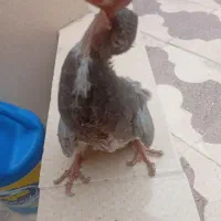 کبوتر