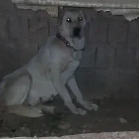 ماده پژدر همچی تمام