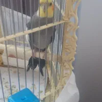 عروس هلندی نر و ماده