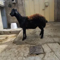 شیشک قوچ میش بره