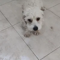 سگ پاپی شیتزو اشپیتز|سگ|اصفهان, باغ فدک|دیوار