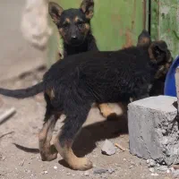 سگ ژرمن و توله ها