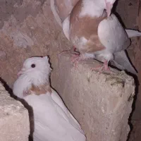 کفتر طوقی زرد|پرنده|سبزوار, قصبه شرقی|دیوار
