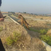 واگذاری سگ پیت بول|سگ|سعدآباد, |دیوار