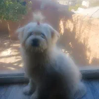 سگ‌شیتزونر