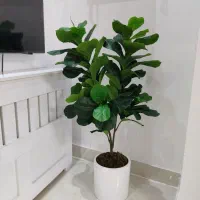 درختچه لیراتا