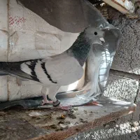 یک عدد سبز گوک نر