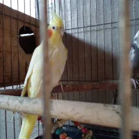 فروش|پرنده|پره‌سر, |دیوار