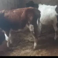 دوعدد گوساله قرمز سمینتال وسفید جرسی هست