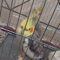 عروس هلندی جفت|پرنده|حمیدیه, |دیوار