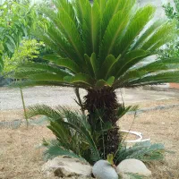 گل سیکاس