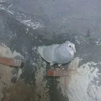 نرنقره ای پلنگ ماده سیاپلنگ