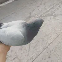 حیوانات|پرنده|مشهد, رده|دیوار