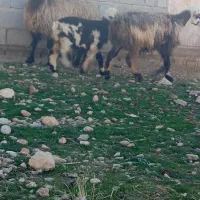 شیشک میش بره دار