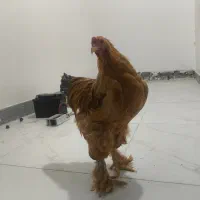 یک ست مرغ و خروس برهما