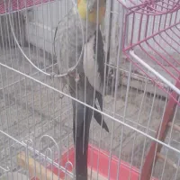 عروس‌هلندی