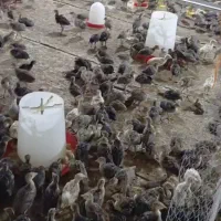 بوقلمون برنز  وبوربون  ۳۰روزه