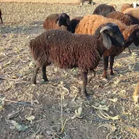 بره نر|حیوانات مزرعه|هشتگرد, شهرک سهیلیه|دیوار