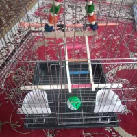 قفس نونو هنوز استفاده نشده