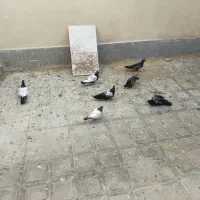 6تا جوجه سینه کله