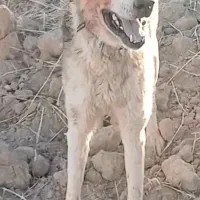 سگ شدید گله ای