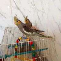 عروس هلندی آهویی دانه خور