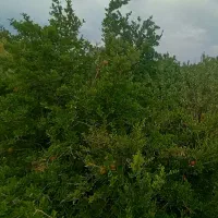 باغ-چهار-دیواری-2هزارمتری