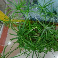 گل بسیار زیبا