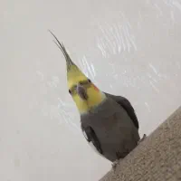 عروس هلندی نر سینامون