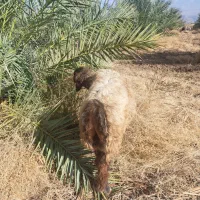 بره قوچی دجه یک|حیوانات مزرعه|فراشبند, |دیوار