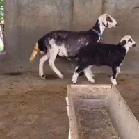 گوسفندبروجردی با بره ماده