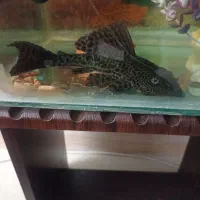 ماهی،،لجن خوار،،