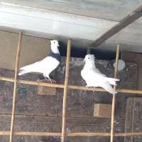 چندتا طوقی وسیاه پوش