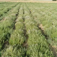 آویشن دنایی