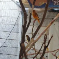 فروش ده عدد قناری
