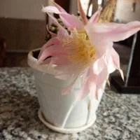 گل‌های زیبا و طبیعی کادوروزمادر