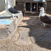 کفتر