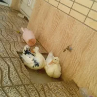 اردک|حیوانات مزرعه|شهرضا, |دیوار