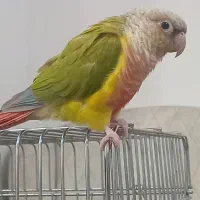 گیرینچیک کاملادستی ورام|پرنده|رشت, آب و برق|دیوار