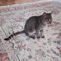 واگذاری رایگان گربه