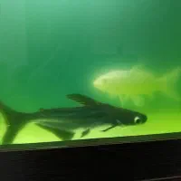 ماهی کوسی و۱عدد ماهی کوی|ماهی|ری, تقی آباد|دیوار