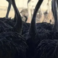 گوشت شترمرغ