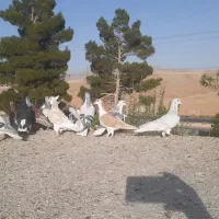 کبوتر ساده هوایی|پرنده|مشهد, سیس‌آباد|دیوار