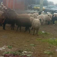 گوسفند قربانی