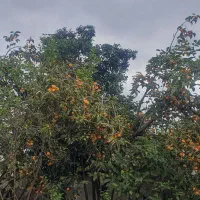 خرمالو ارگانیک محلی