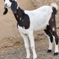 مری ابست دوقلوزا